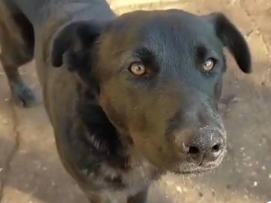 Foto dell'animale