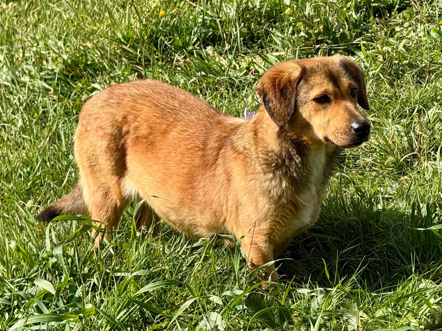 Adotta un cane, femmina, 4 anni  e 4 mesi , Salerno