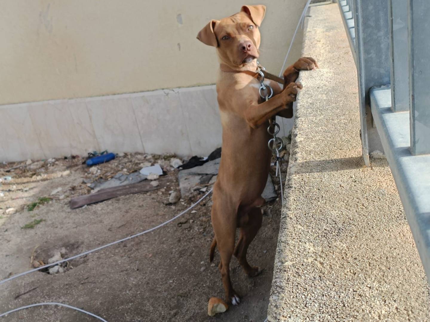 Adozione cane, maschio, Pitbull Pitbull, 1 anno, taglia grande, Trapani