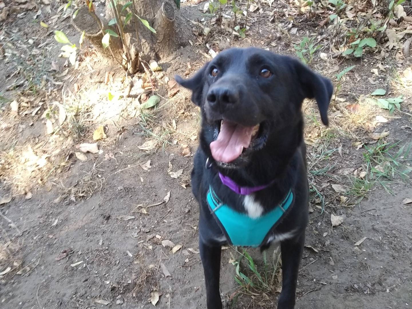 Adotta un cane, maschio, 8 anni  e 5 mesi , Caserta