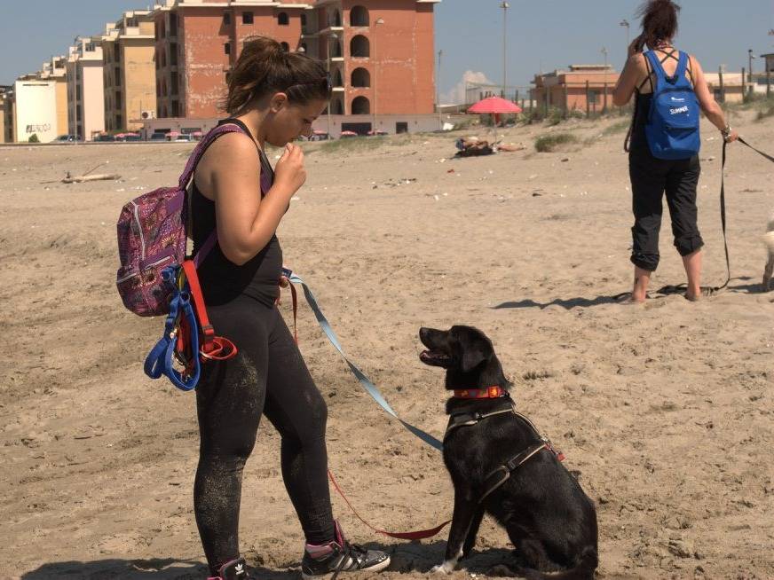 Adotta un cane, taglia media, maschio, Caserta