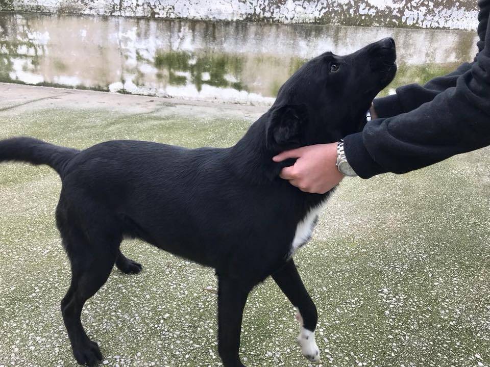 Vuoi adottare un cane a Caserta?
