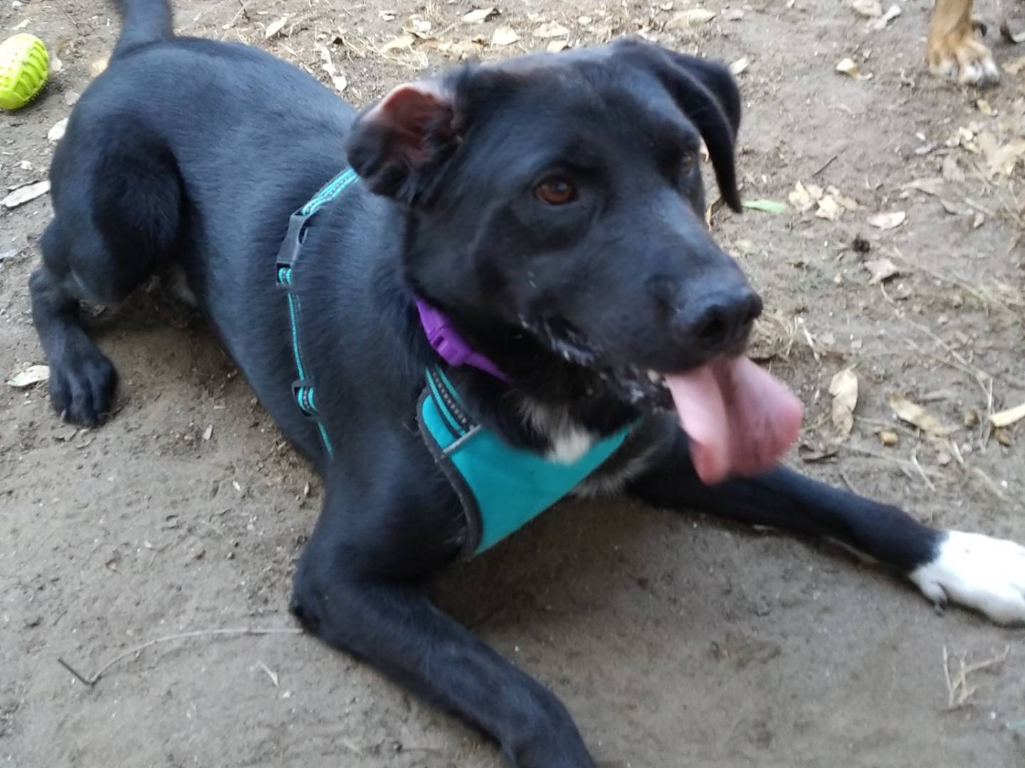 Adotta il cane KIMBO a Caserta