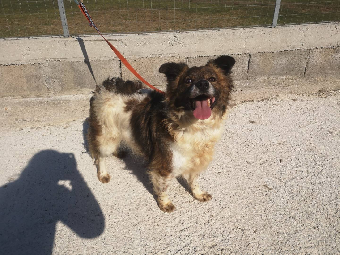 Adotta un cane, maschio, 6 anni  e 1 mese, Caserta