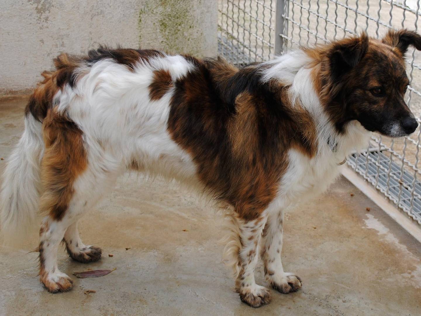Vuoi adottare un cane a Caserta?