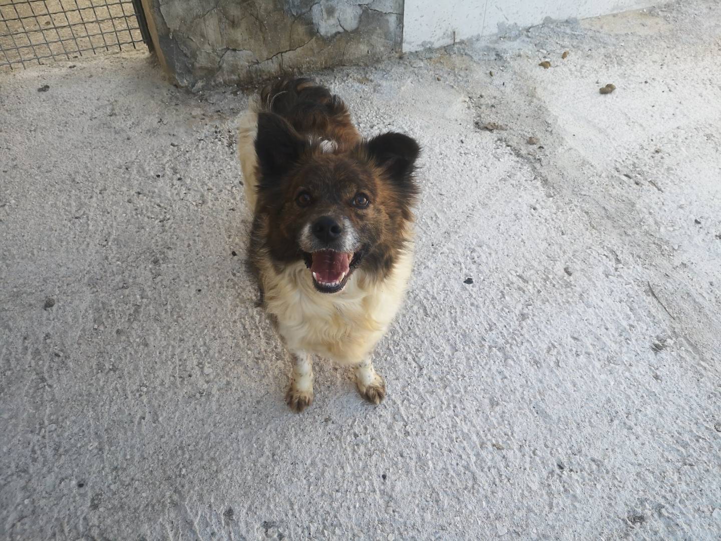Adotta il cane LITTLE ROCKY a Caserta