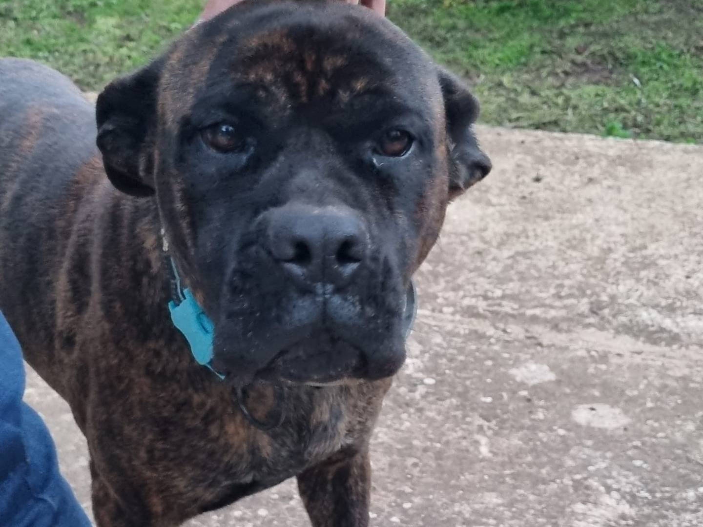 Adotta un cane, taglia grande, femmina, Vibo