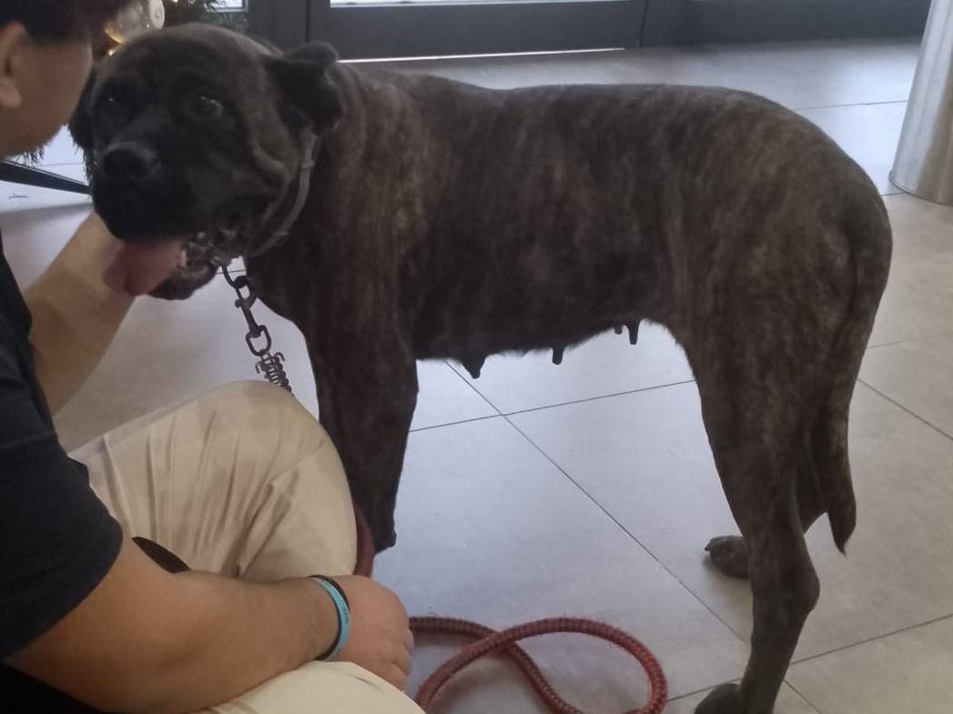 Vuoi adottare un cane a Vibo?