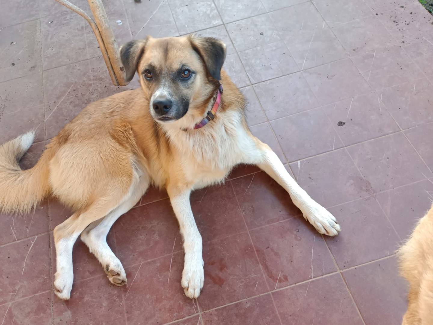 Adotta un cane, maschio, 1 anno e 7 mesi , Vibo