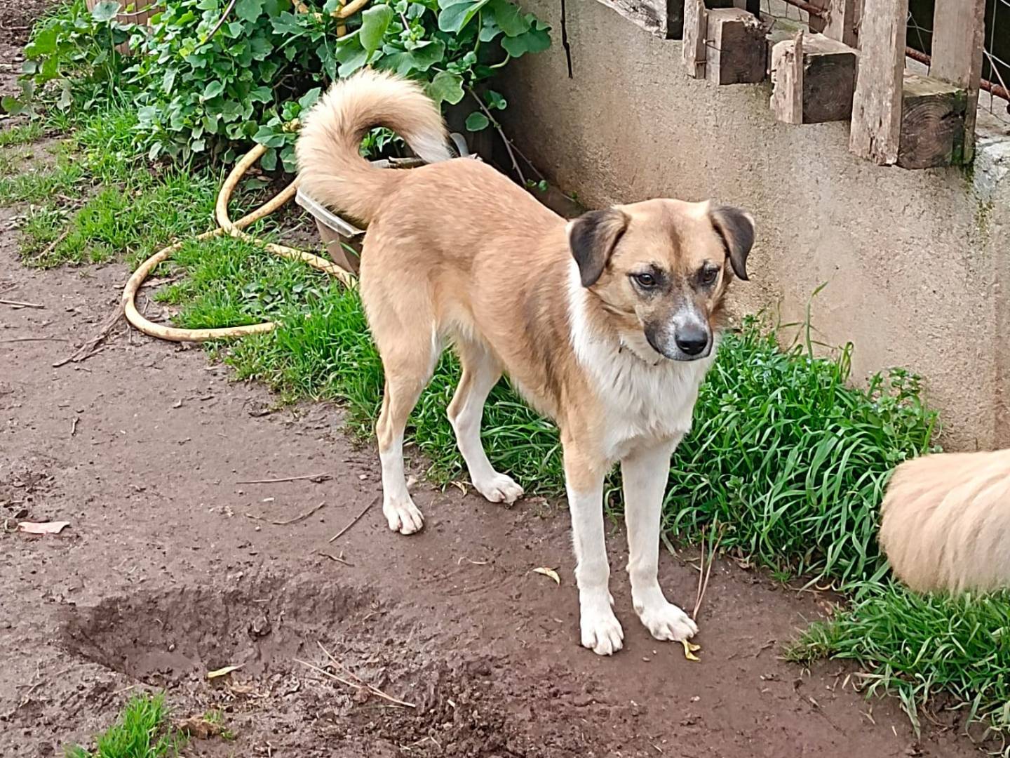 Adotta un cane, taglia media contenuta, maschio, Vibo