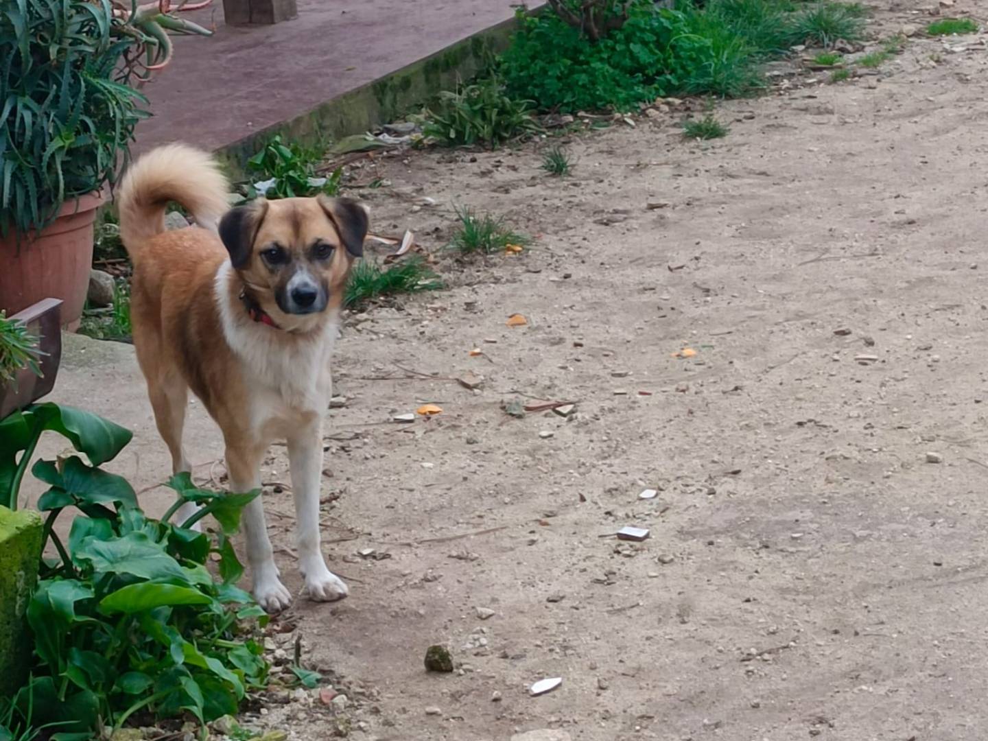 Vuoi adottare un cane a Vibo?