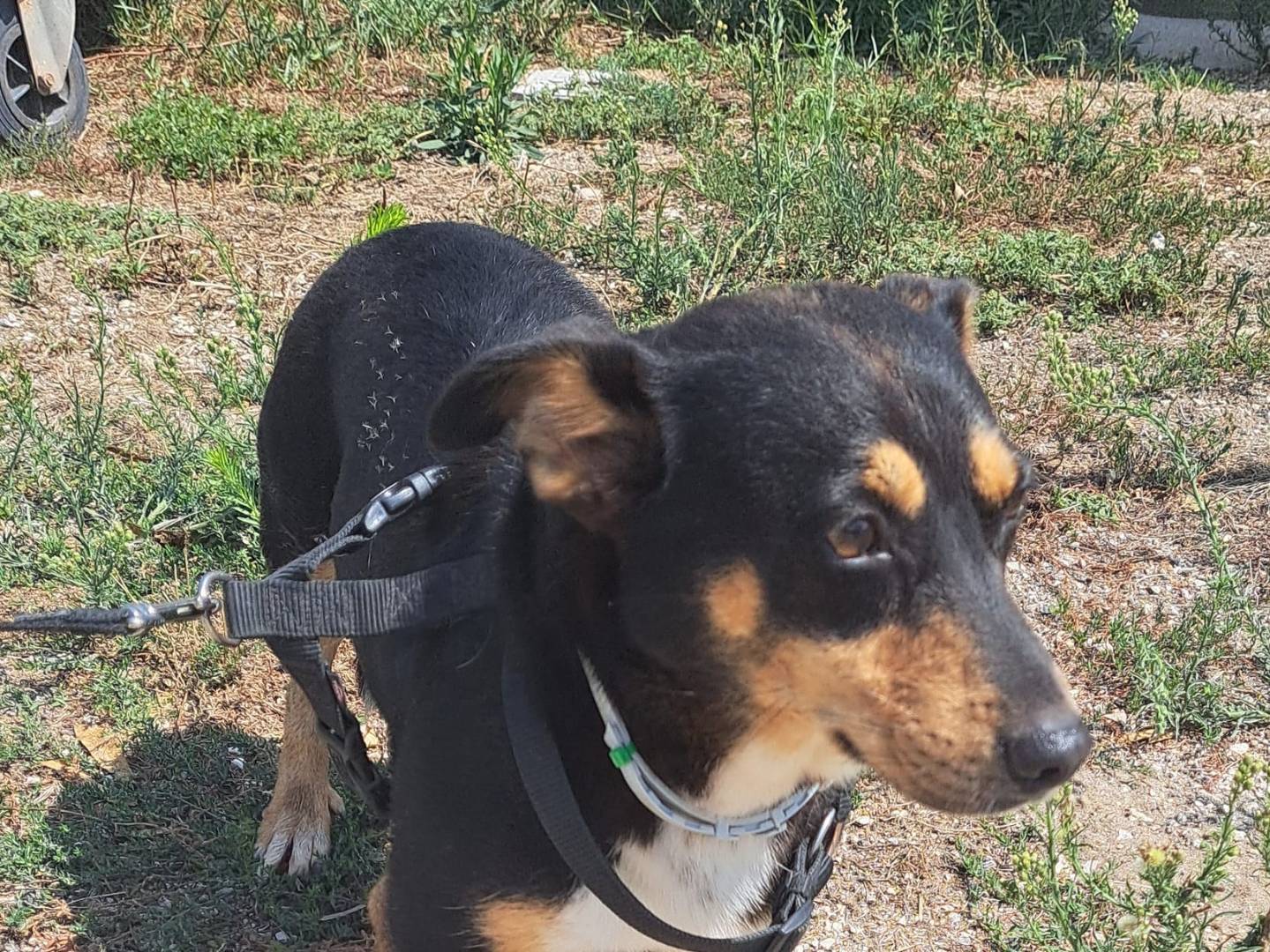 Adotta un cane, femmina, 5 anni  e 7 mesi , Caserta