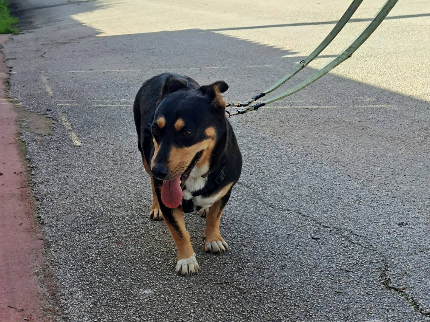 Adotta un cane, taglia piccola, femmina, Caserta