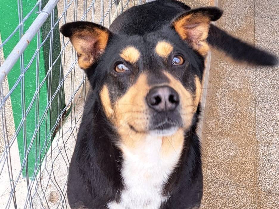 Vuoi adottare un cane a Caserta?