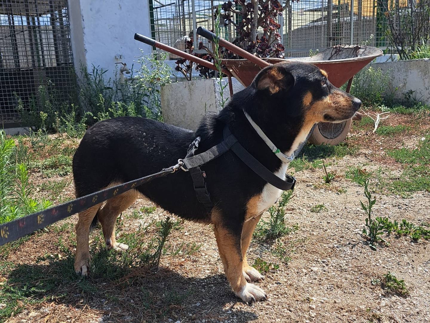 Adotta il cane MAREA a Caserta