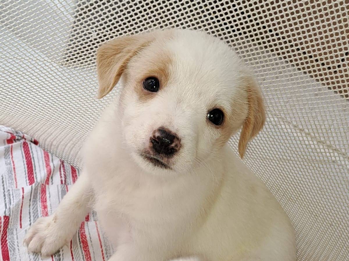 Adozione cane, maschio, Razza sconosciuta Razza sconosciuta, 1 anno e 4 mesi, taglia media, Bari