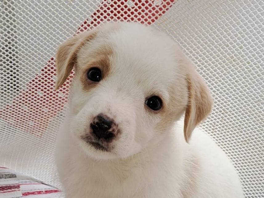 Adotta un cane, maschio, 1 anno e 4 mesi, Bari