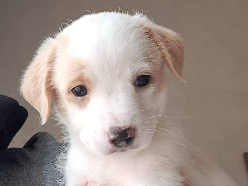 Adotta il cane Bing a Bari