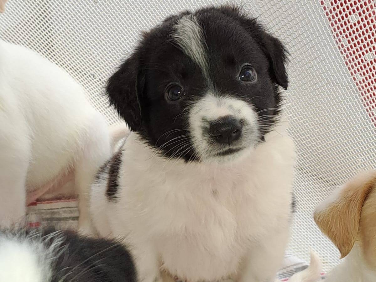 Adozione cane, maschio, Border Collie Razza sconosciuta, 1 anno e 4 mesi, taglia media, Bari