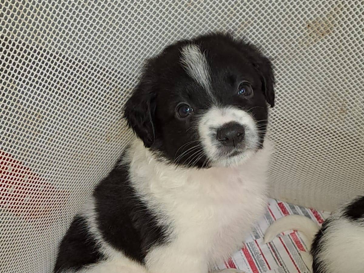 Adotta un cane, maschio, 1 anno e 4 mesi, Bari