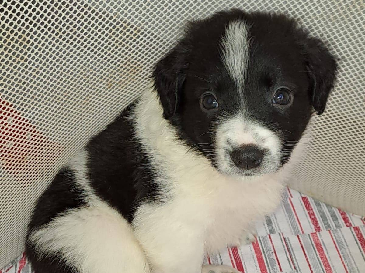 Vuoi adottare un cane a Bari?