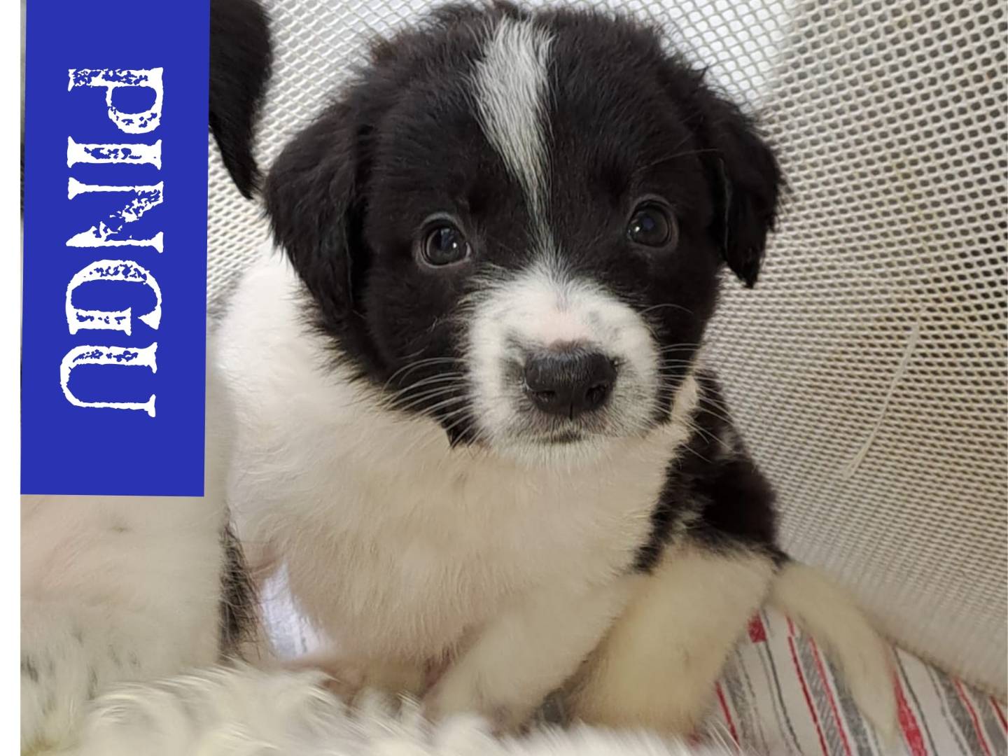 Adotta il cane Pingu a Bari