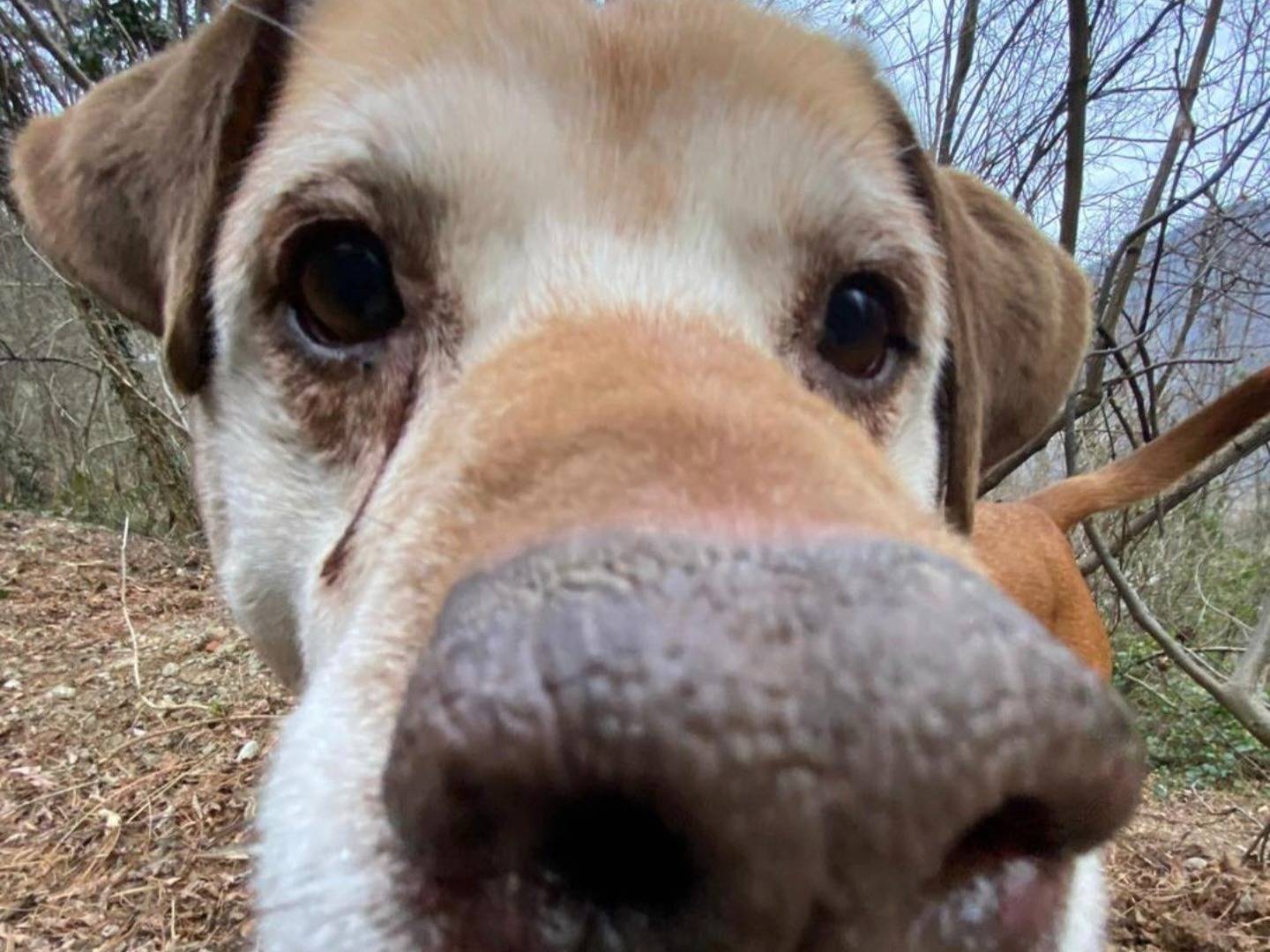 Adotta un cane, maschio, 11 anni  e 5 mesi , Varese