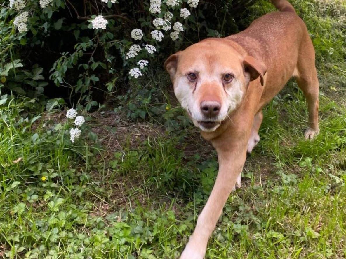 Adotta un cane, taglia gigante, maschio, Varese