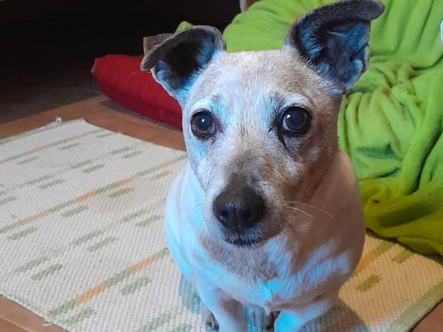 Adotta un cane, femmina, 11 anni , Varese