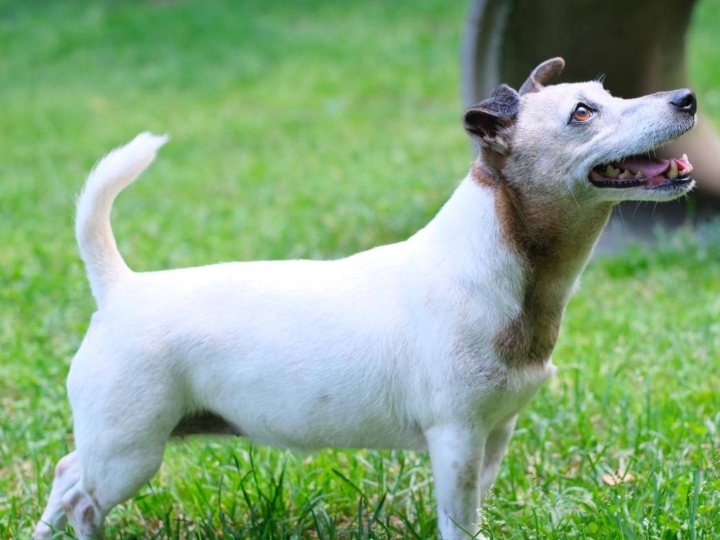 Adotta un cane, taglia piccola, femmina, Varese