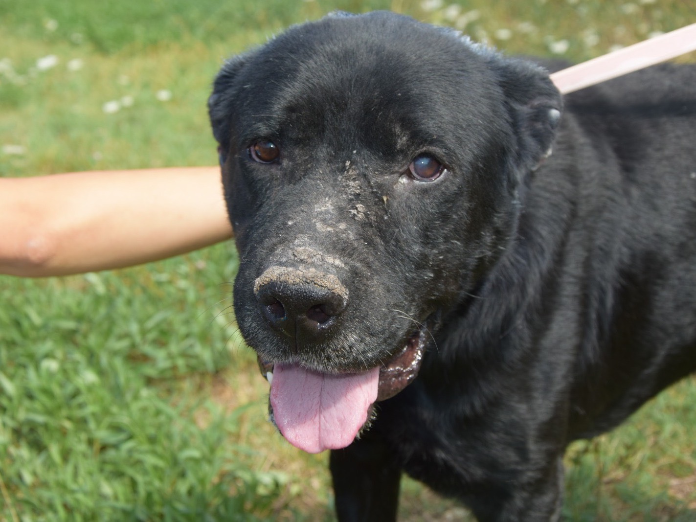Adotta un cane, maschio, 6 anni  e 2 mesi , Pescara