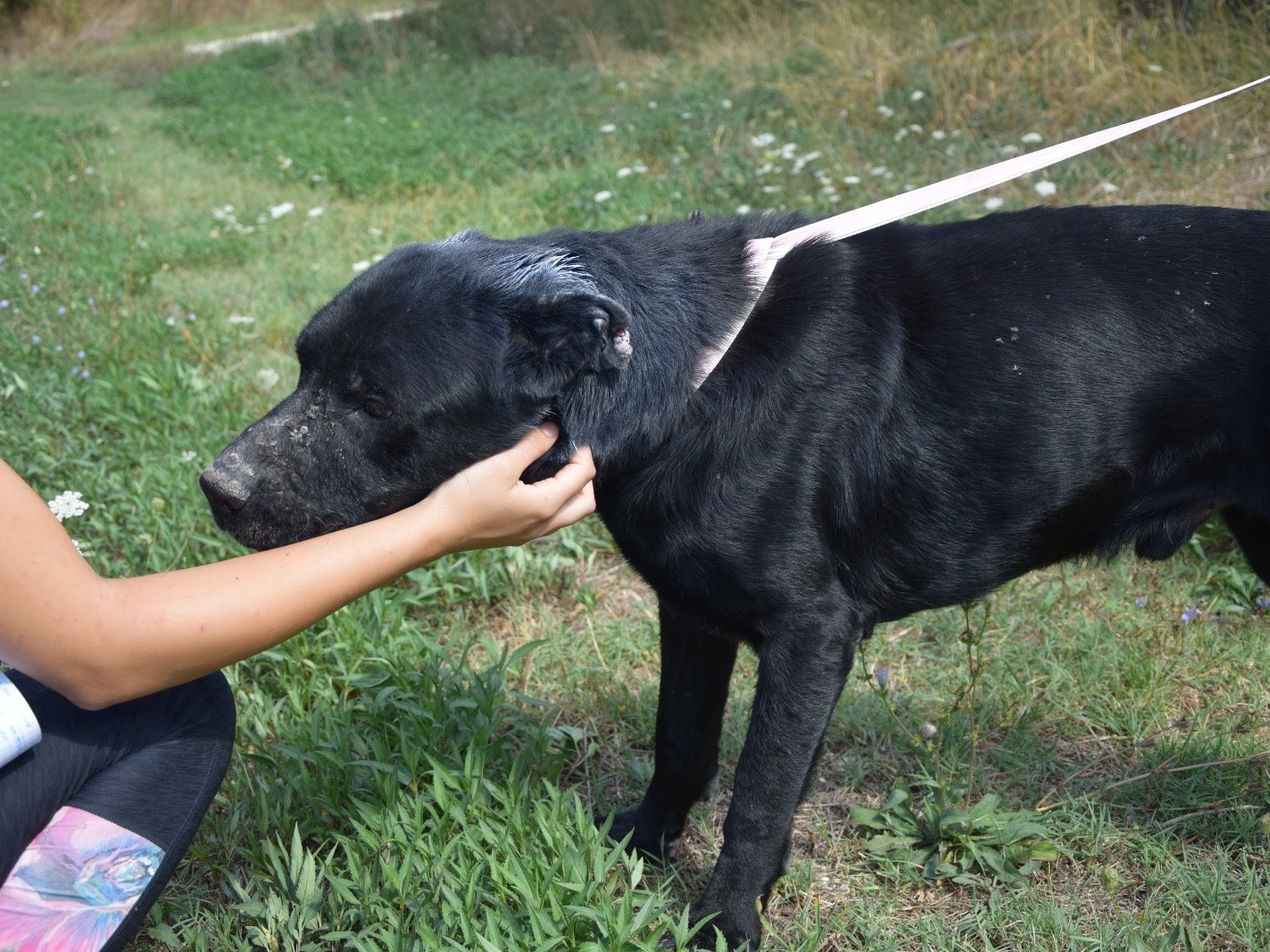 Adotta un cane, taglia gigante, maschio, Pescara