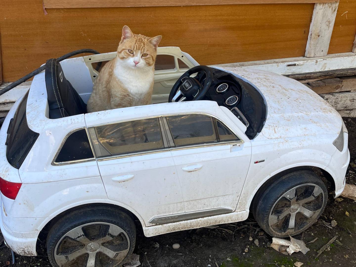 Adotta un gatto, maschio, 2 anni e 11 mesi, Bari