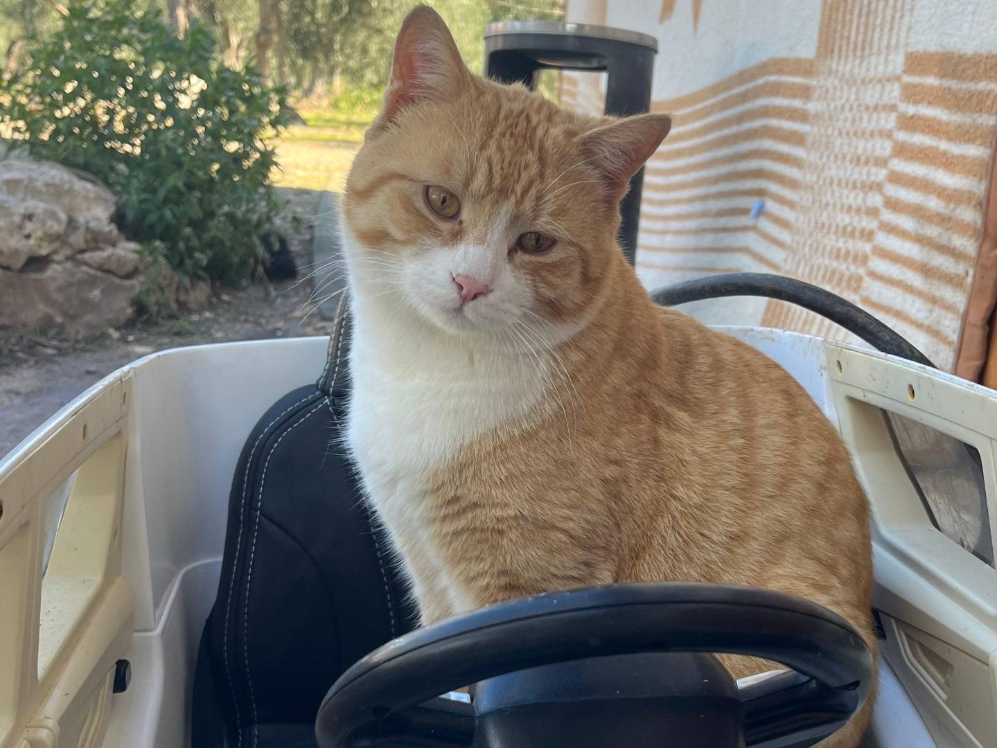 Adotta un gatto, taglia non valida, maschio, Bari