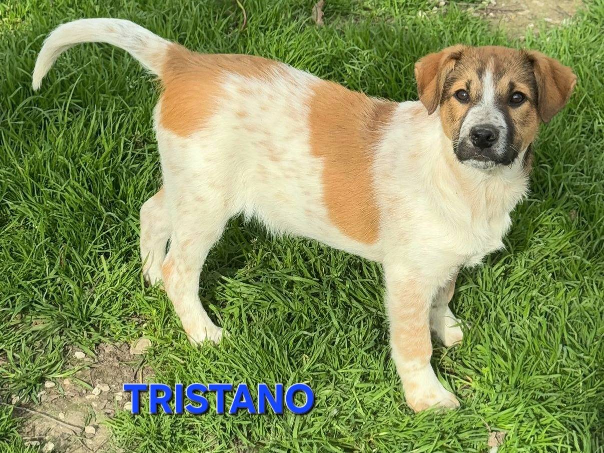 Adozione cane, maschio, Razza sconosciuta Razza sconosciuta, 1 mesi, taglia media, Teramo