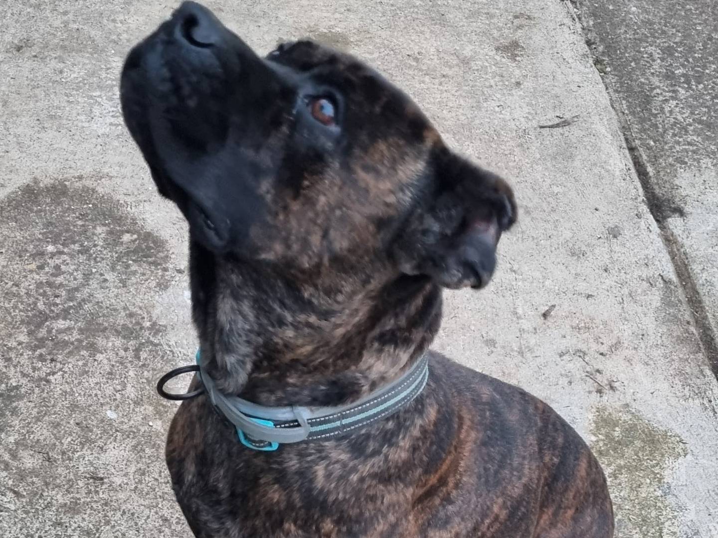 Adotta un cane, taglia media, femmina, Varese