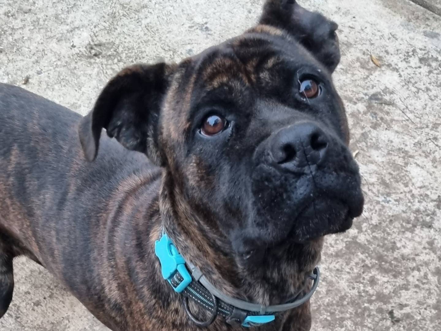 Vuoi adottare un cane a Varese?