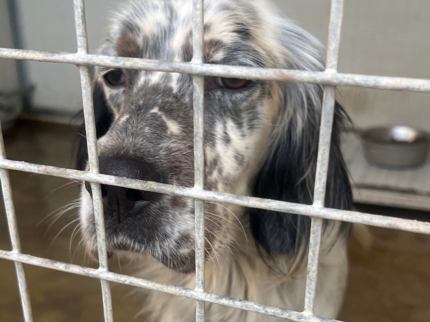 Foto dell'animale