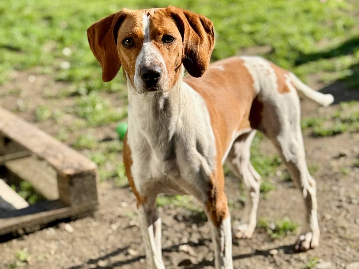 Adotta un cane, femmina, 2 anni  e 6 mesi , Milano
