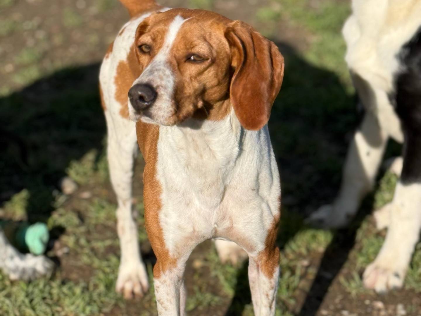 Adotta un cane, taglia media contenuta, femmina, Milano