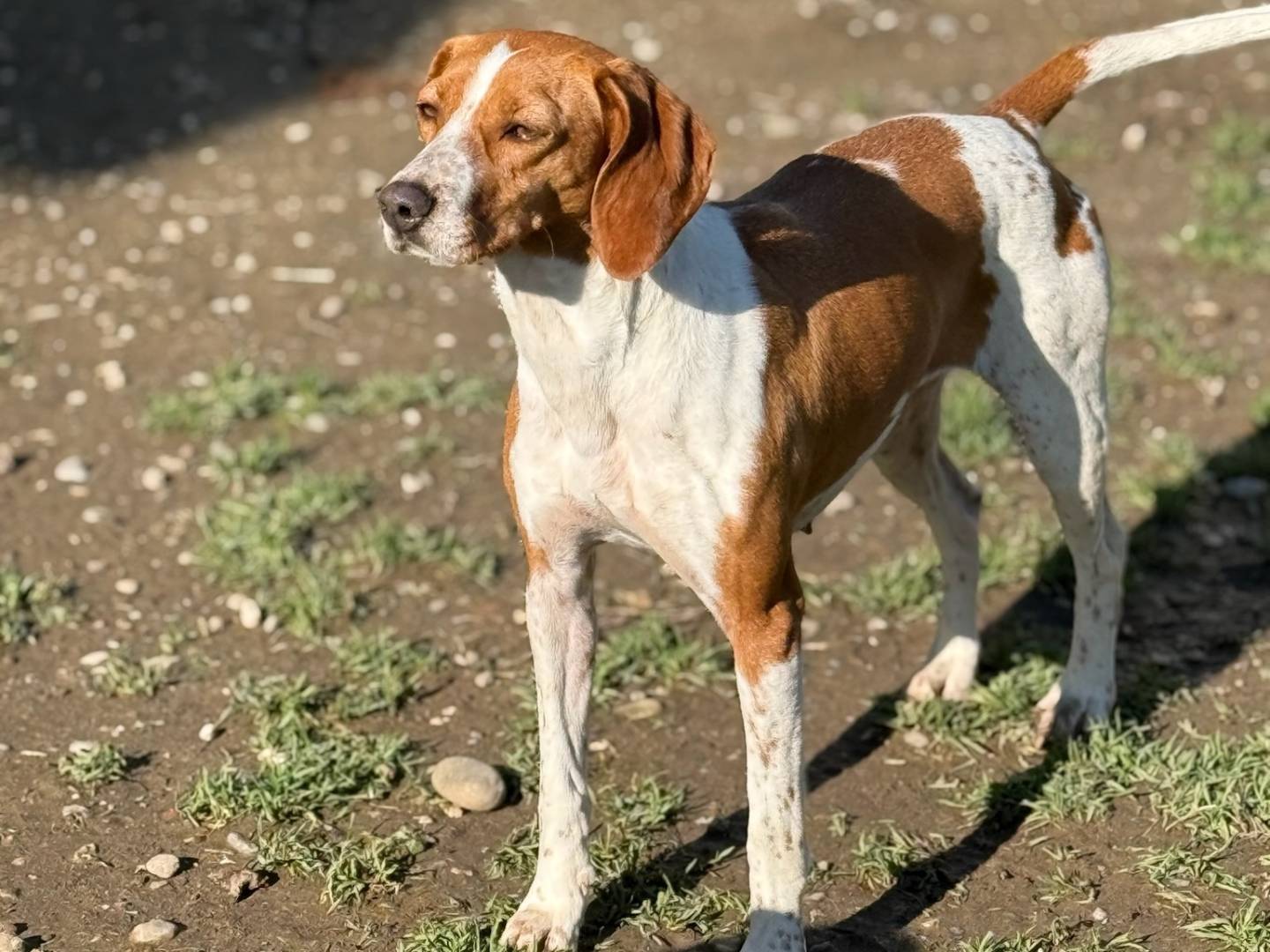 Vuoi adottare un cane a Milano?