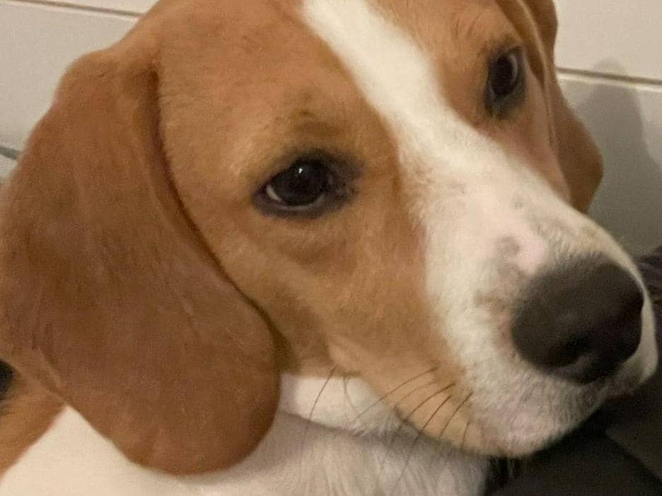 Foto dell'animale
