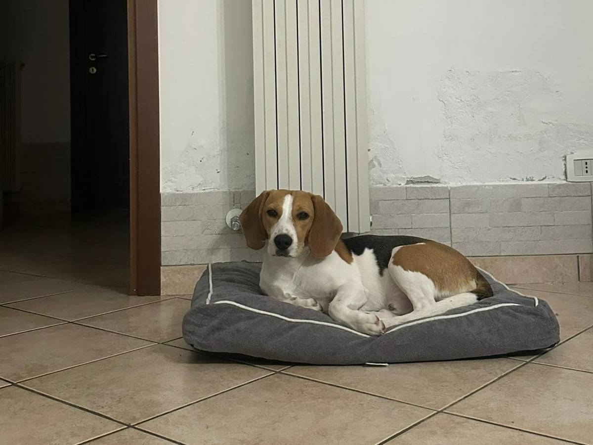 Adotta un cane, maschio, 1 anno e 5 mesi , Piacenza