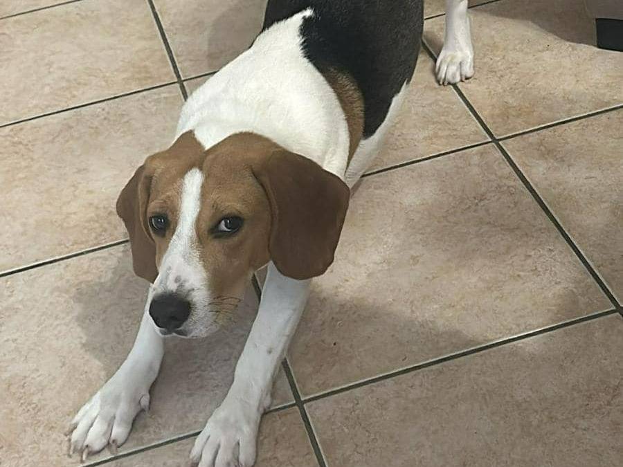 Adotta un cane, taglia media contenuta, maschio, Piacenza
