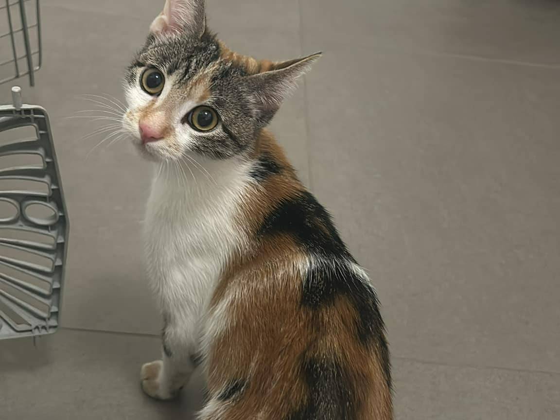 Foto dell'animale