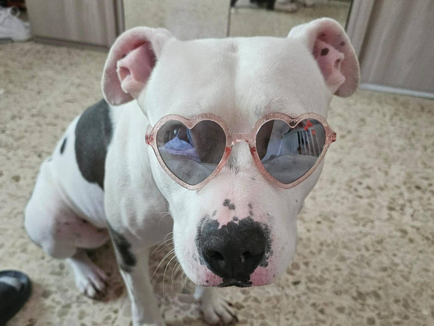 Foto dell'animale