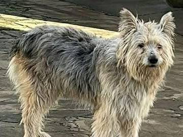 Adozione cane, maschio, Razza sconosciuta Razza sconosciuta, 4 anni  e 9 mesi , taglia grande, Piacenza