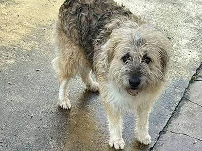 Adotta un cane, maschio, 5 anni , Piacenza