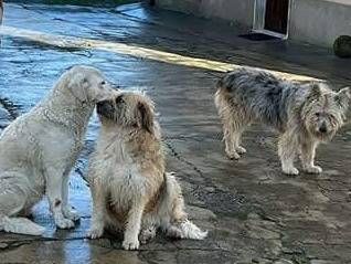 Adotta un cane, taglia grande, maschio, Piacenza