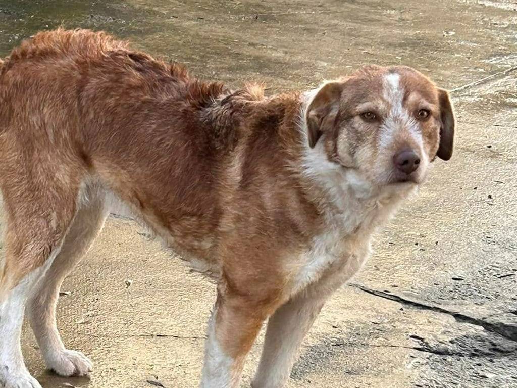 Foto dell'animale
